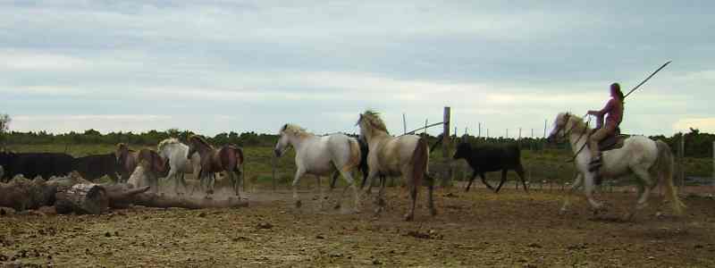  Horses  in the camargue region of  France 