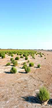 Camargue view