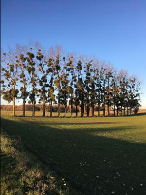 The trees at the end of the lane