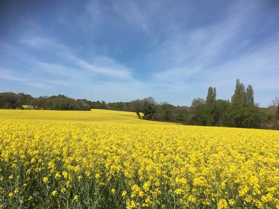 Nearby field and church
