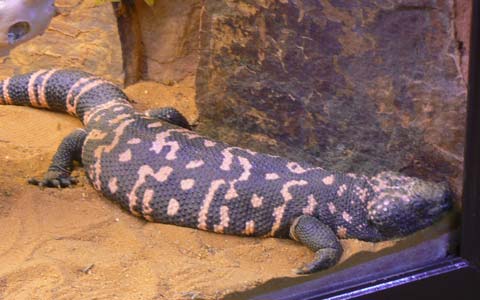 Alligator Bay Manche  Normandy 