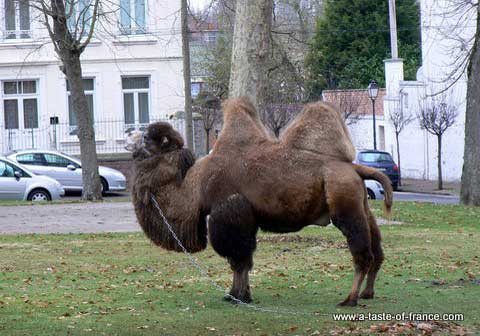 Ardres xmas market picture 