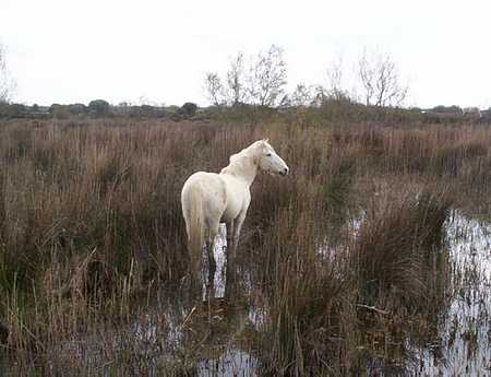 camargue horse picture