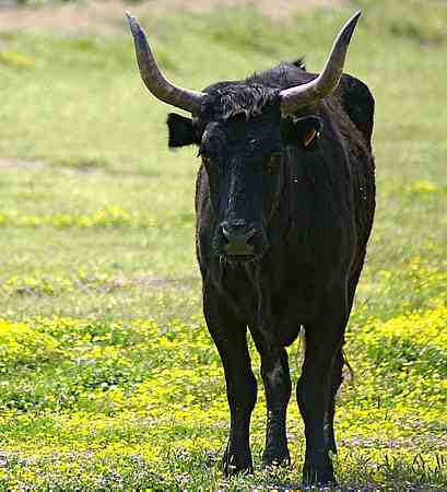 Camargue Bull picture