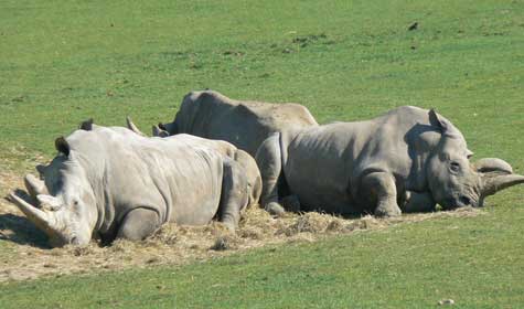 Creza zoo Normandy rhino