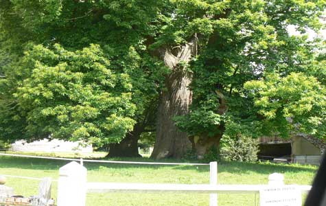 Chateau de filieres tree Normandy 