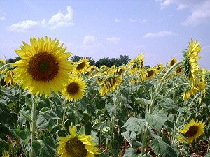 Sunflowers as far as the eye can see