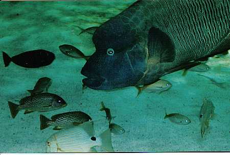 La Rochelle a French town sealife centre