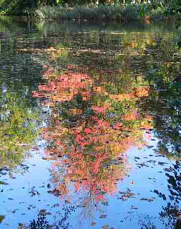  Monet`s garden picture