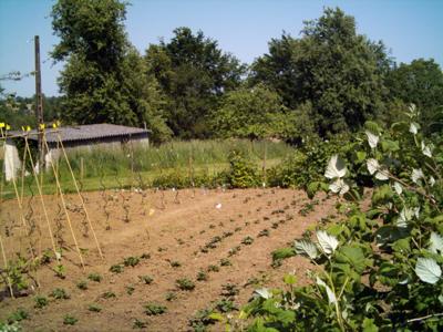 vegetable garden
