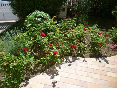 Roses in the front garden