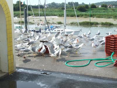 Gulls being feed by fishermen at Etaples harbour