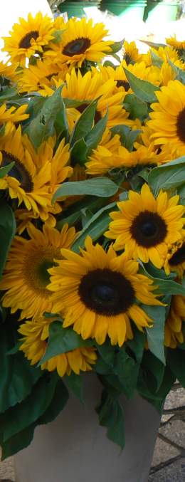  sunflowers 