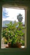 view of the garden from bathroom window