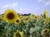 Sunflowers as far as the eye can see