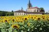 Rear of house and sunflower fields