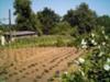 vegetable garden