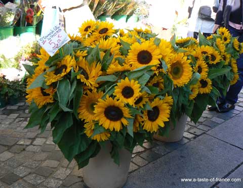 Concarneau market sunflowers 