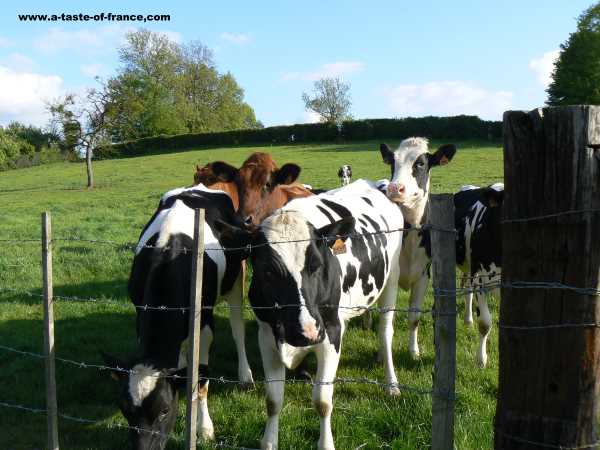 Cows France picture