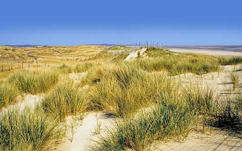 Le Touquet sand dunes picture 